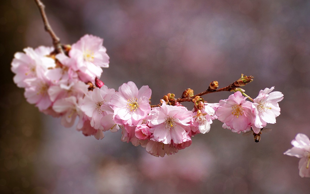 Must-Visit Destinations in Japan for Cherry Blossom Season